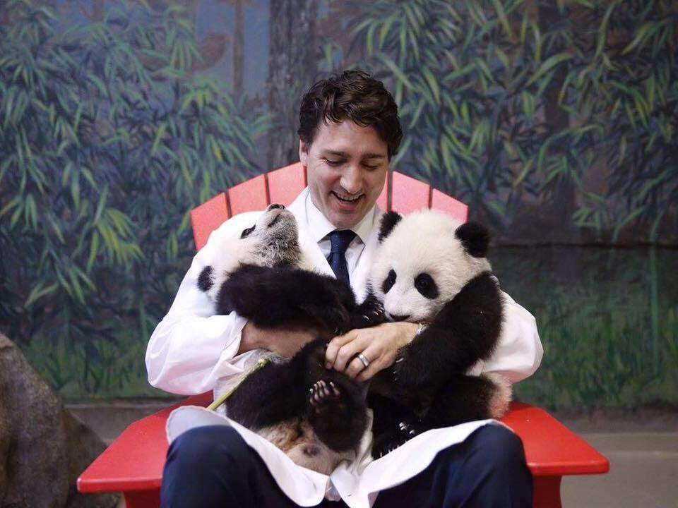 Canada's Prime Minister, Justin Trudeau, welcoming tow new pandas to the Toronto Zoo. Picture from Trudeau's official Twitter.
